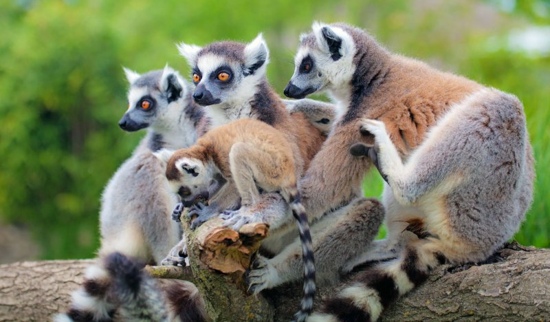 Мадагаскар остров фауна