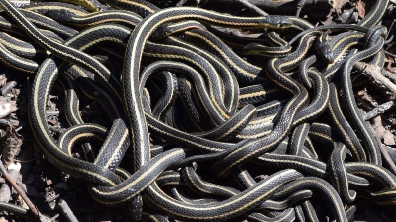 Все виды змей на острове Кеймада Гранди