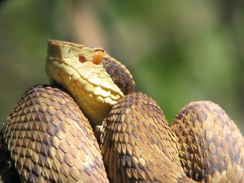 Змея островной ботропс