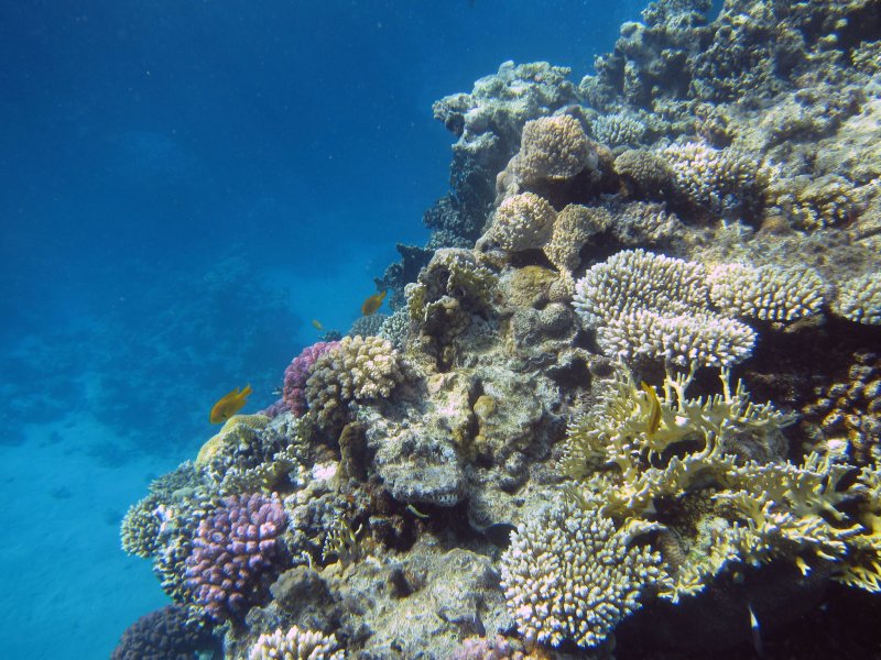 Коралловый риф красное море аквалангист