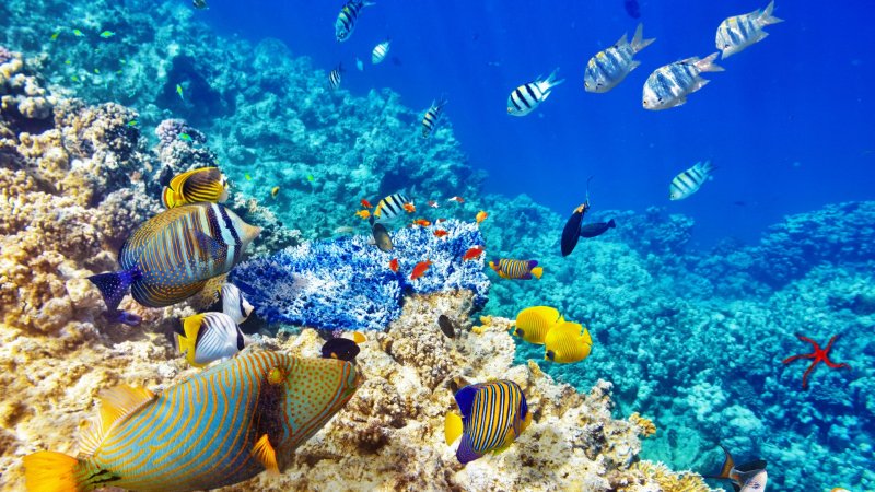 Рифы и кораллы красного моря