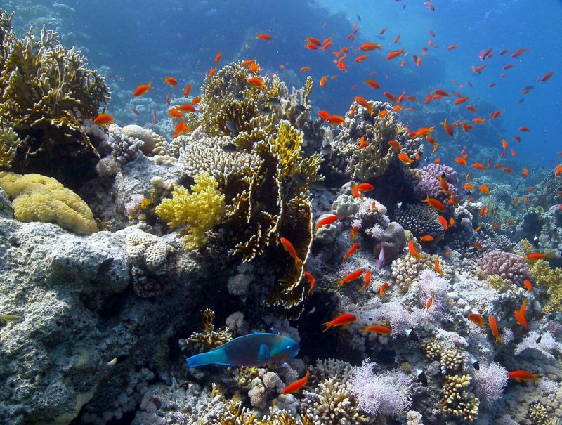 Красное море риф Шарм Эль