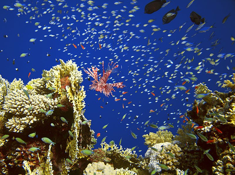 Коралловый риф Египет