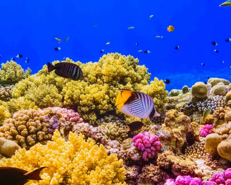 Хургада Египет красное море кораллы