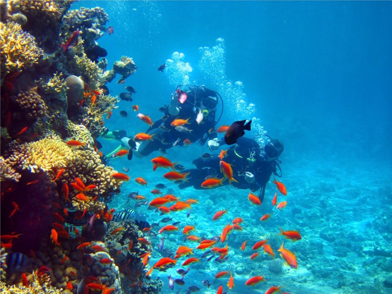 Красное море риф Макади