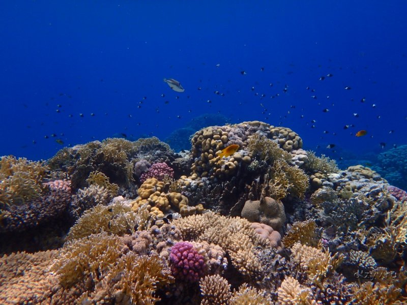 Рыбы кораллового рифа красного моря