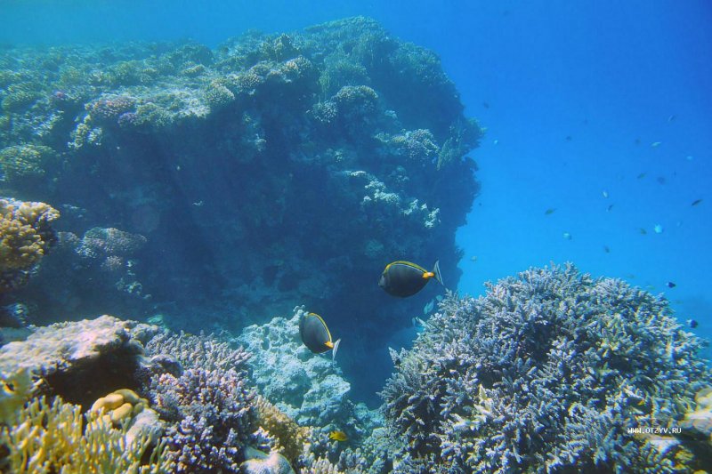 Коралловые рифы острова тиран