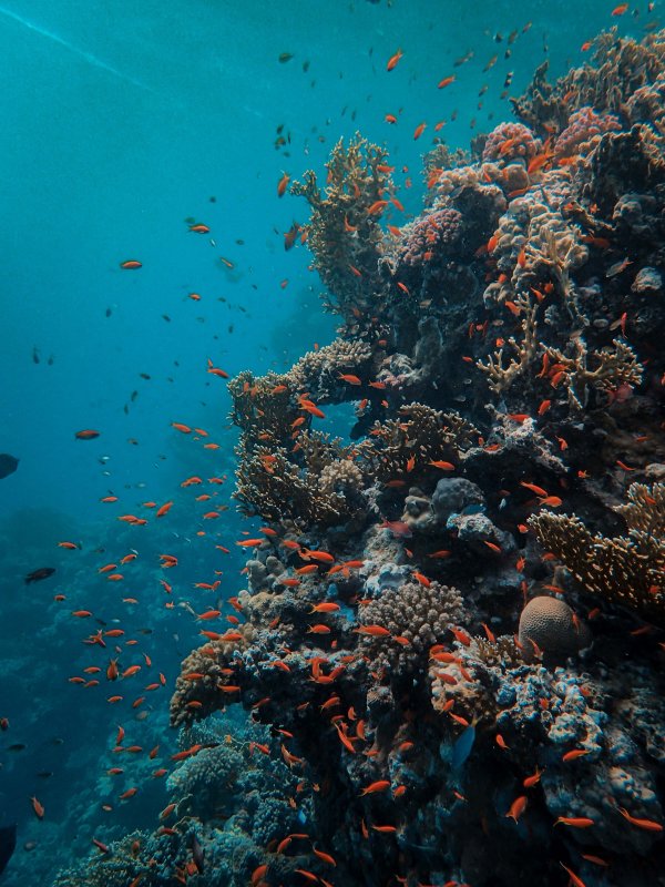 Эйлат коралловый риф