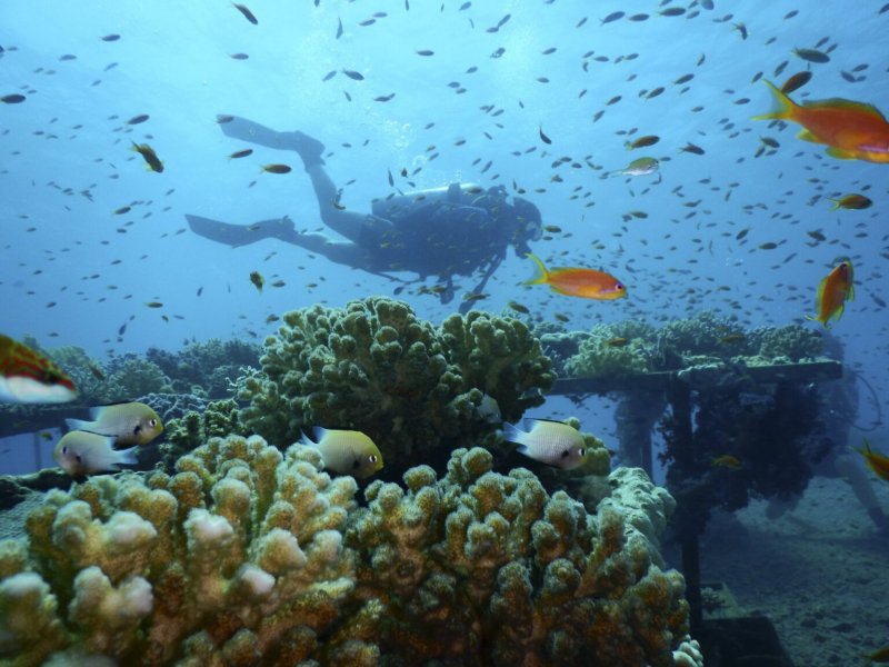 Багамские острова коралловые рифы