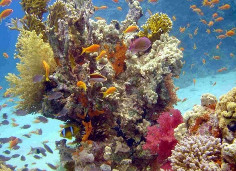 Коралловый риф в Шарм Эль Шейхе