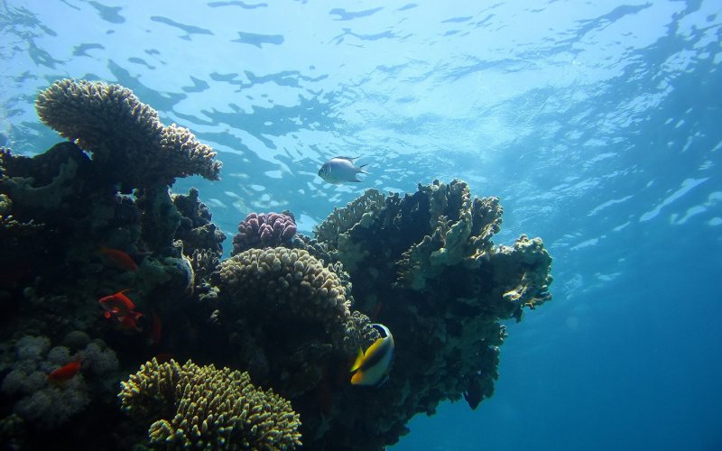 Обитатели кораллового рифа красного моря