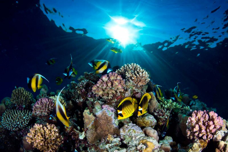Подводный мир красного моря Египет