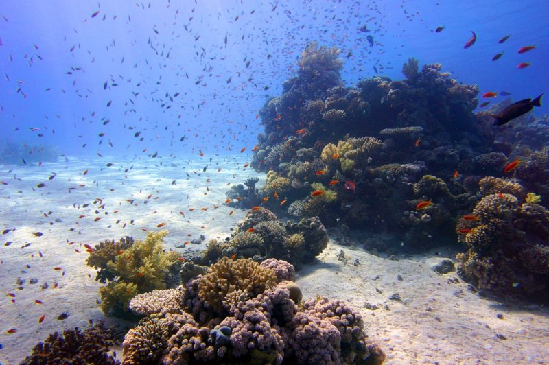 Коралловые рифы на Саудовская Аравия
