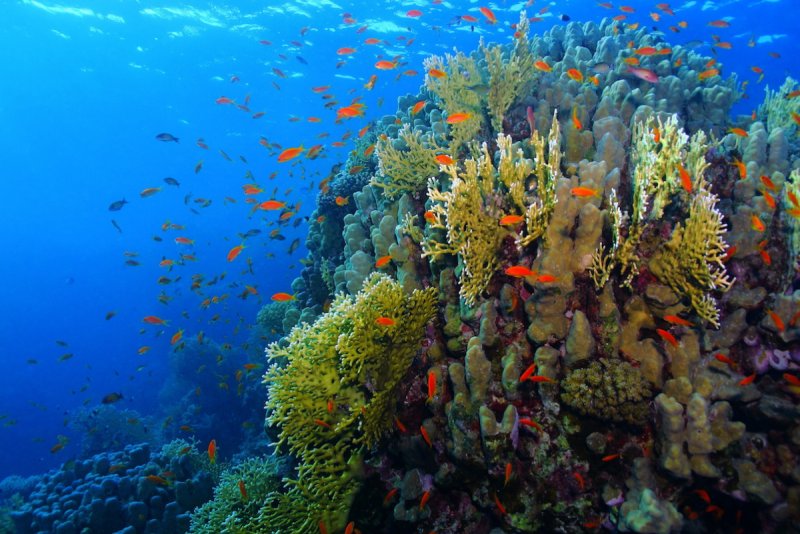 Коралловый риф в Шарм Эль Шейхе