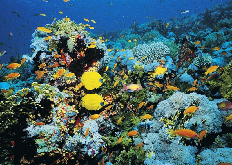 Стелла Макади подводный мир
