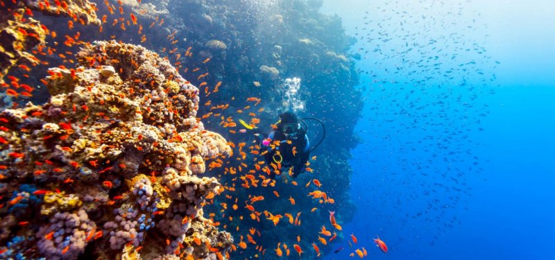 Подводный мир красного моря Египет
