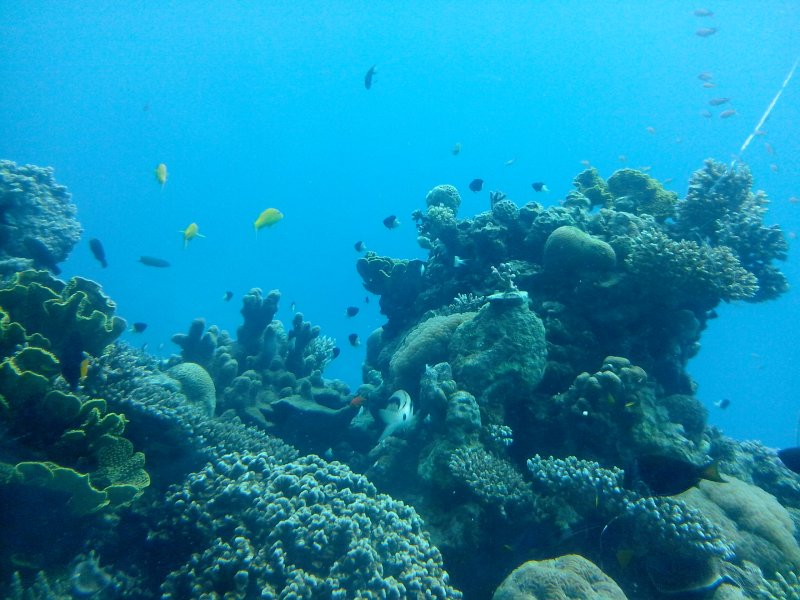 Египет риф подводный мир