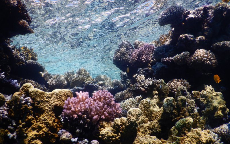 Коралловый мир