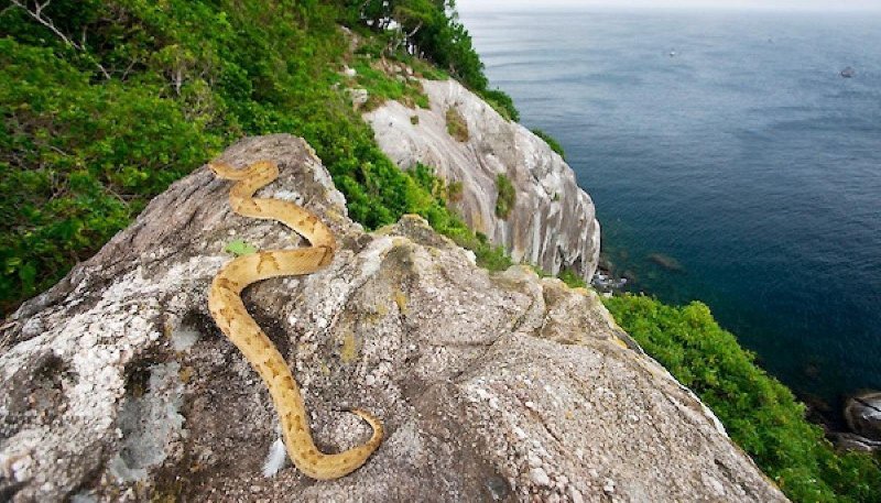 Змея ботропс фото