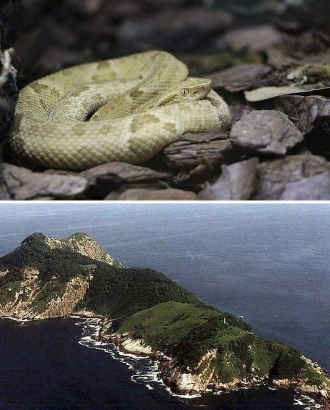 Остров Кеймада-Гранди змеи