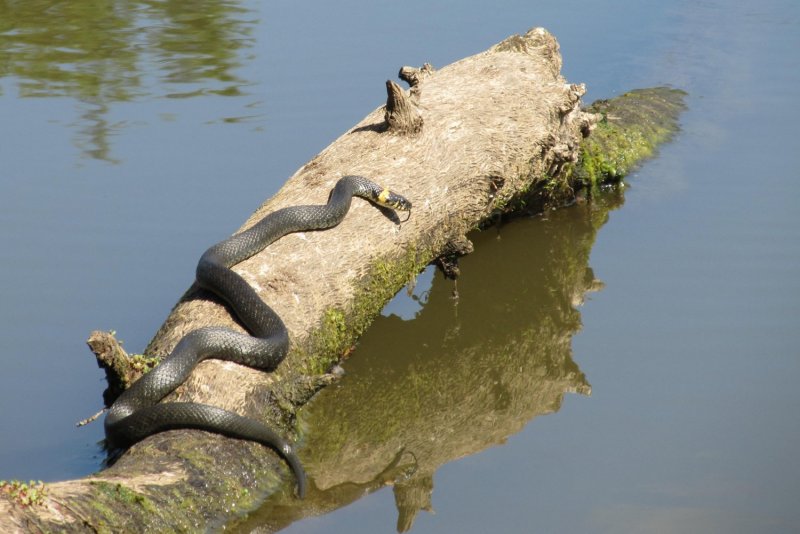 Галапагосские острова змеи