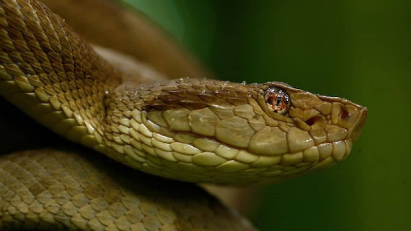 Бразильская змея 2001
