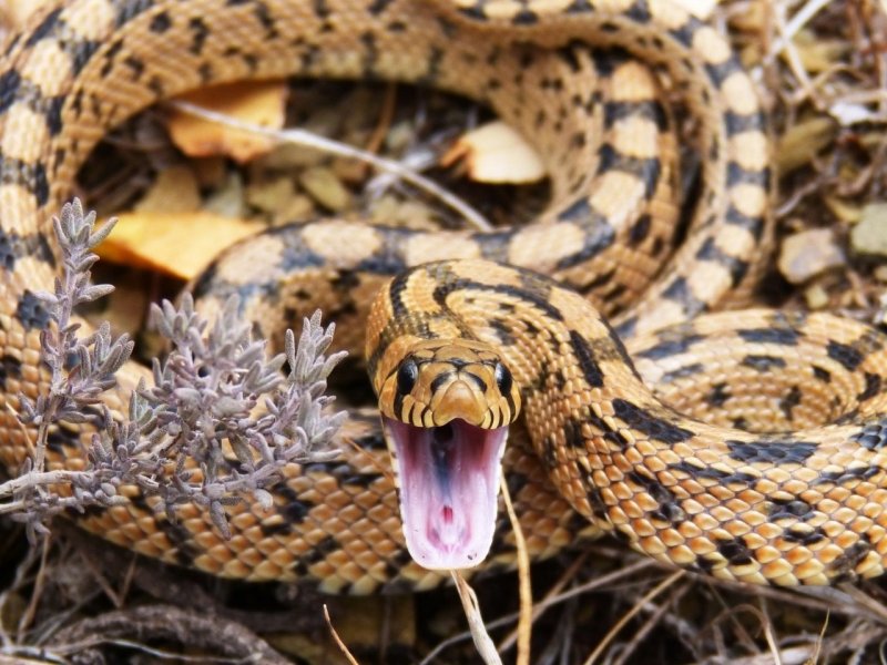 Змеи на острове Родос