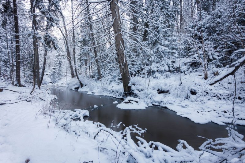 Зимний лес с речкой
