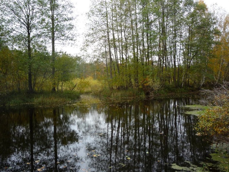 Река поля Шатурский район