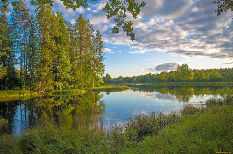 Река и лес Ярославль