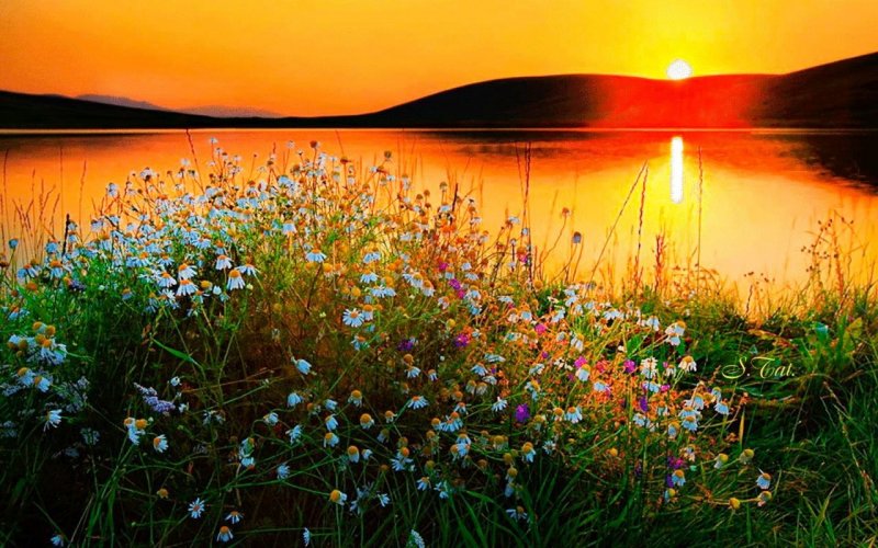Рассвет на озере цветы