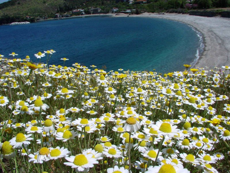 Море цветов ромашек