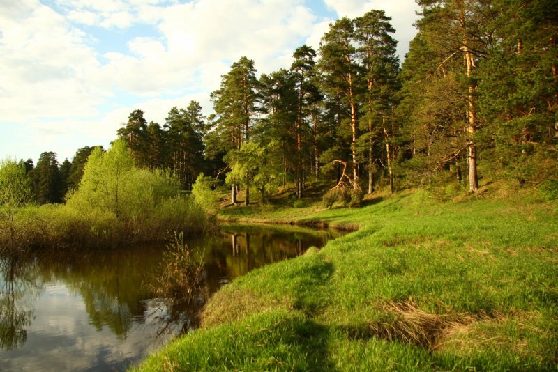 Леса Костромской области