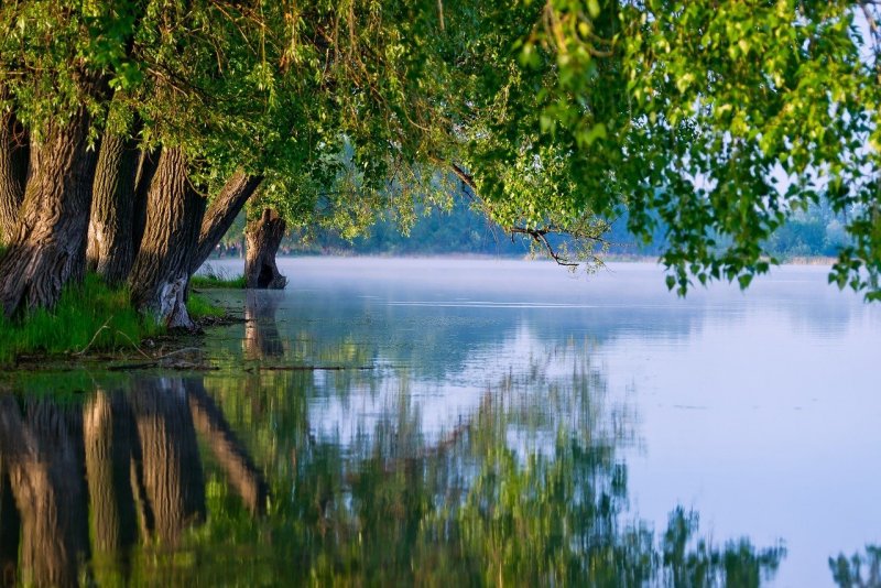 Природа река деревья