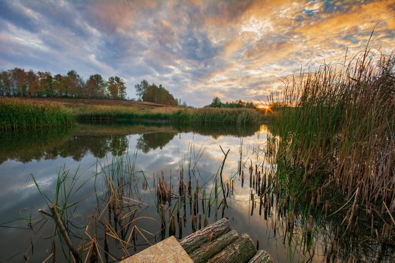 Рыба реки Сейм в Курской области