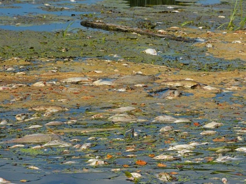 Загрязнение рек