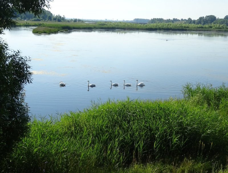 Реки Курской области Сейм берега