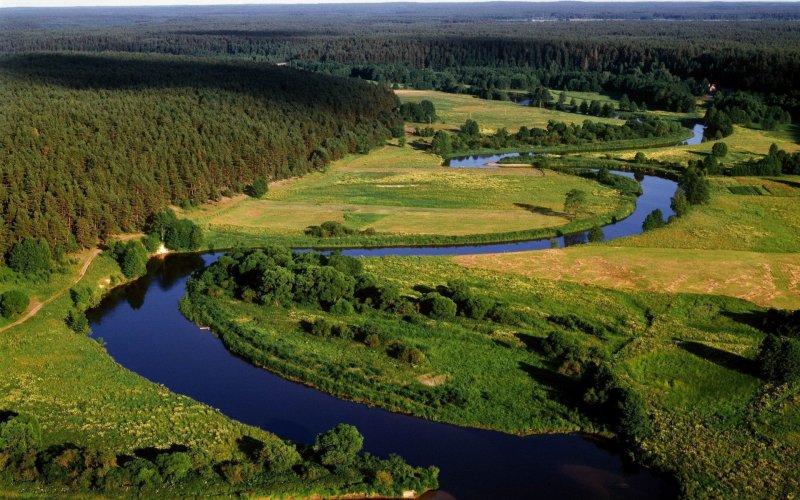Неман Беларусь река сосны