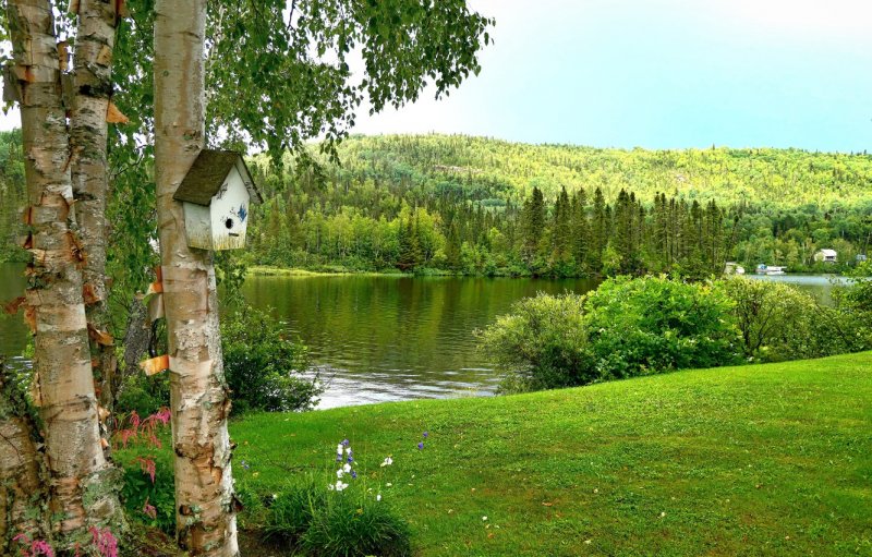 Берёзовый лес с озером