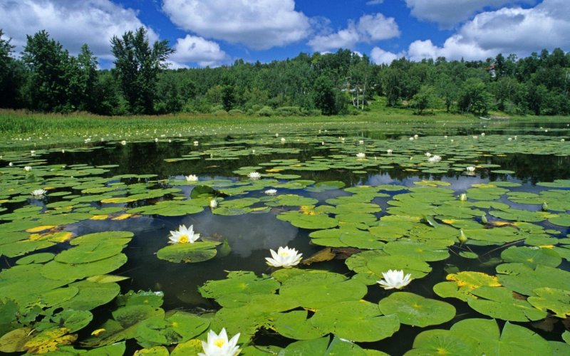 Озеро Селигер растительность