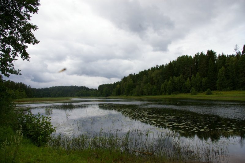 Озеро зеленое Лужский