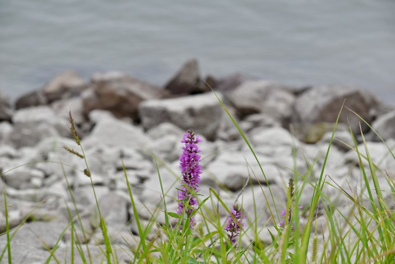 Пурпурные цветы трава на берегу реки