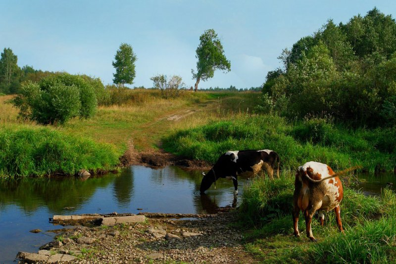 Коровы в деревне