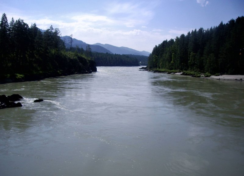 Река лебедь Турочакский район