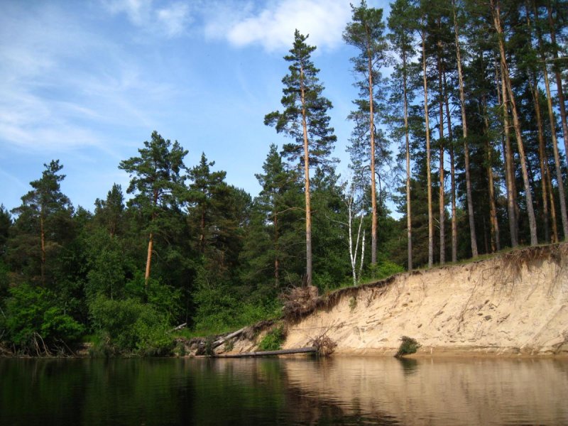 Мещерский лес Рязанская область