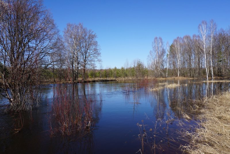 Река серёжа в Нижегородской области Весеннее половодье