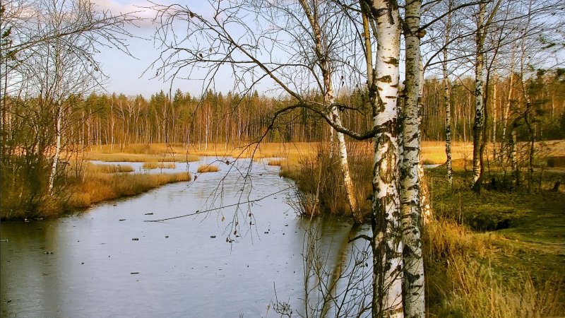 Весенний лес у реки