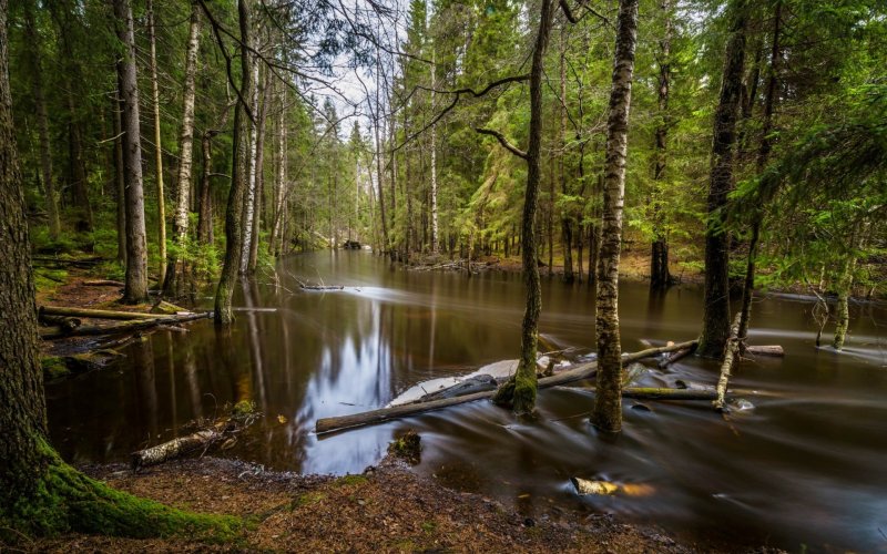 Лесные речки Ленинградская область