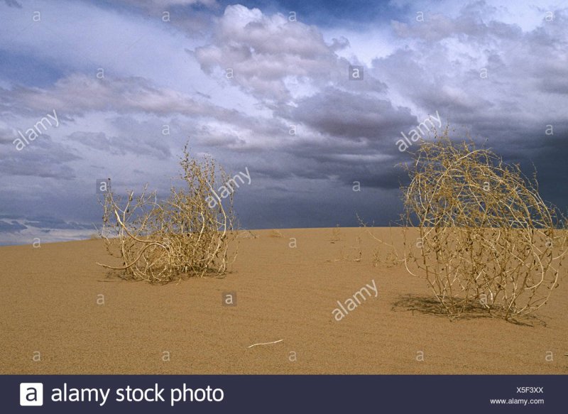 Перекати поле в пустыни