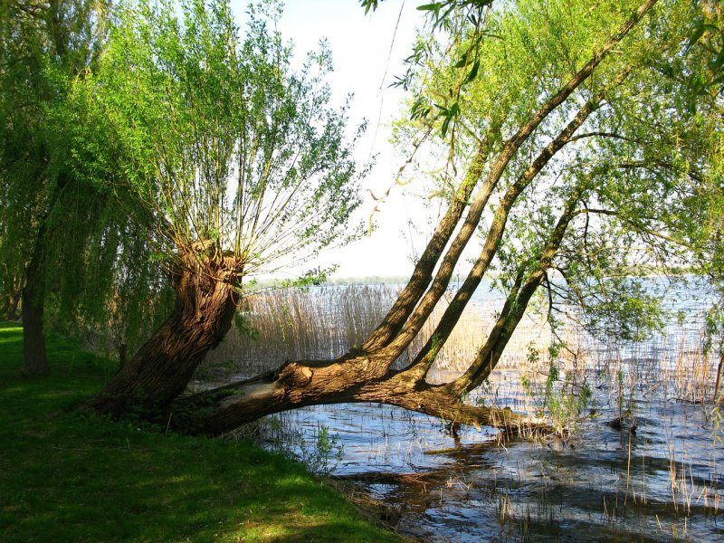 Ива дерево у реки